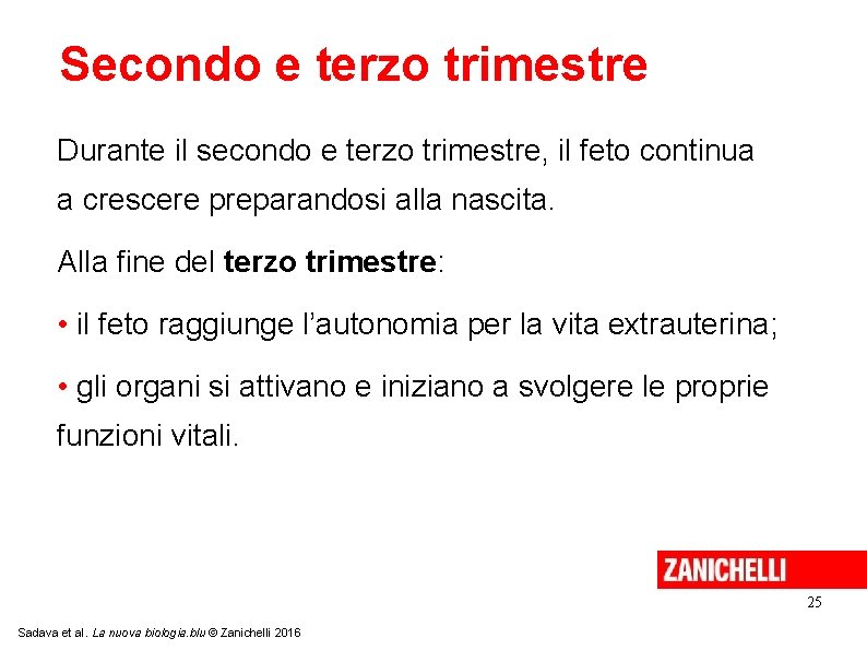 Secondo e terzo trimestre Durante il secondo e terzo trimestre, il feto continua a