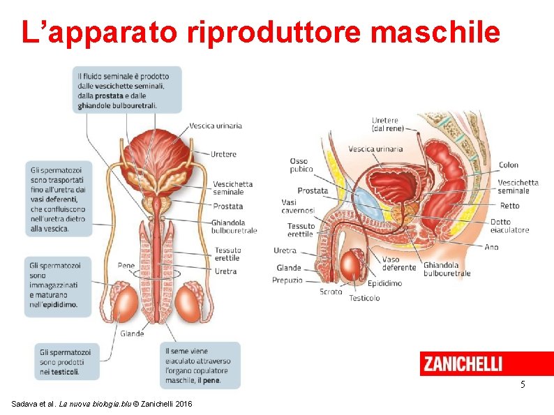 L’apparato riproduttore maschile 5 Sadava et al. La nuova biologia. blu © Zanichelli 2016