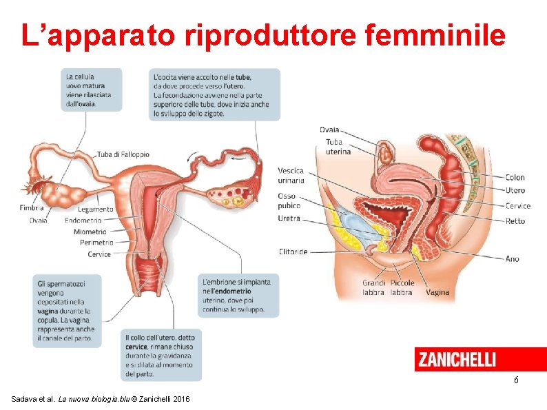 L’apparato riproduttore femminile 6 Sadava et al. La nuova biologia. blu © Zanichelli 2016