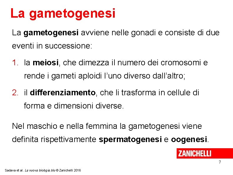 La gametogenesi avviene nelle gonadi e consiste di due eventi in successione: 1. la