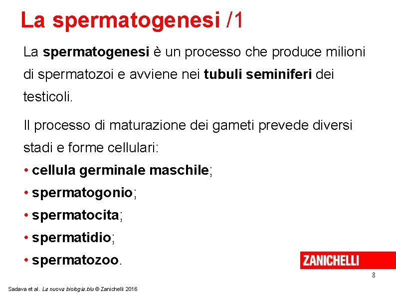 La spermatogenesi /1 La spermatogenesi è un processo che produce milioni di spermatozoi e