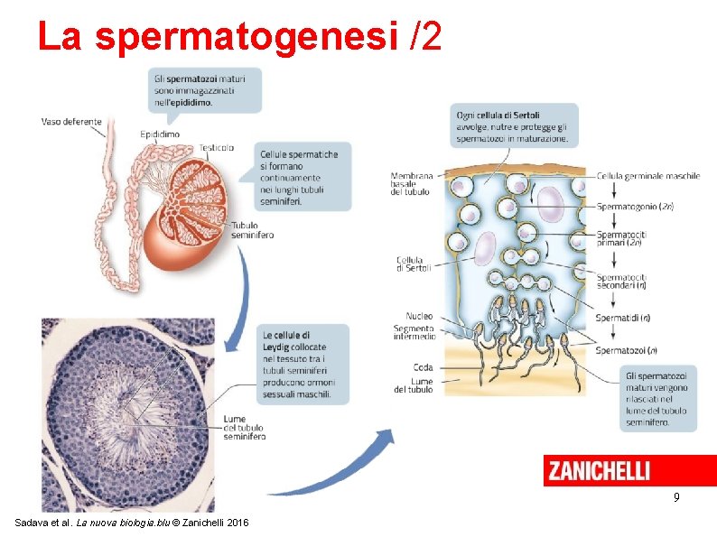 La spermatogenesi /2 9 Sadava et al. La nuova biologia. blu © Zanichelli 2016