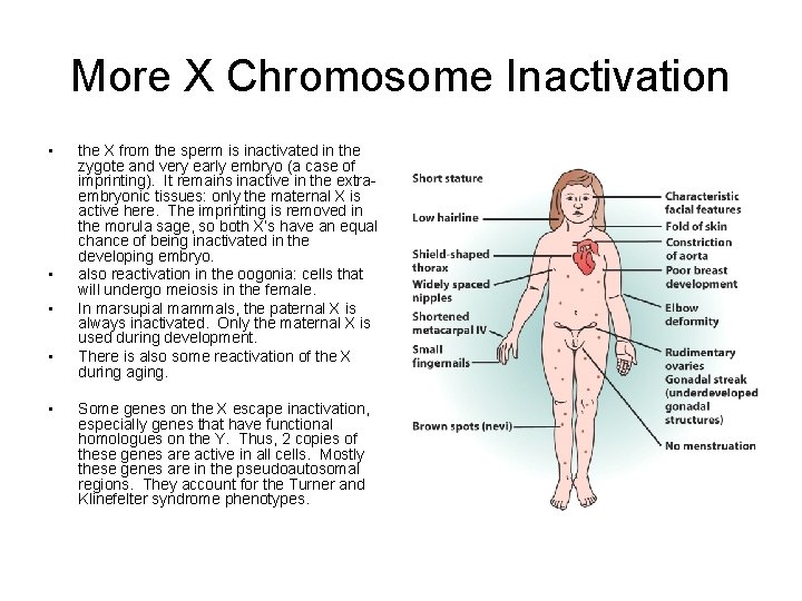 More X Chromosome Inactivation • • • the X from the sperm is inactivated