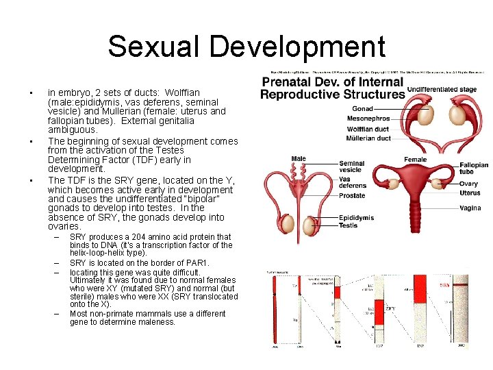 Sexual Development • • • in embryo, 2 sets of ducts: Wolffian (male: epididymis,