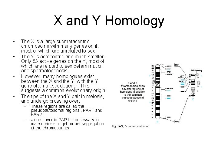 X and Y Homology • • The X is a large submetacentric chromosome with