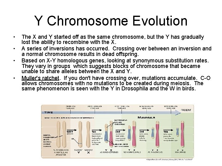 Y Chromosome Evolution • • The X and Y started off as the same