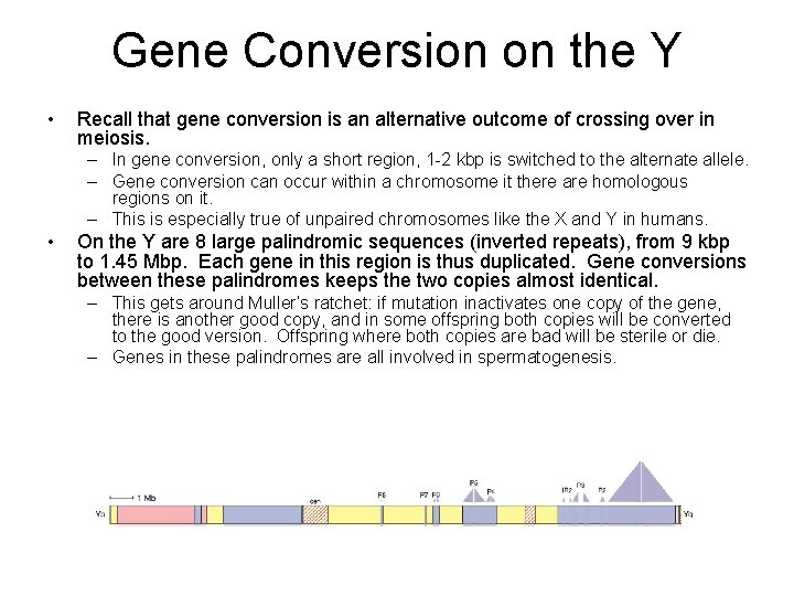 Gene Conversion on the Y • Recall that gene conversion is an alternative outcome