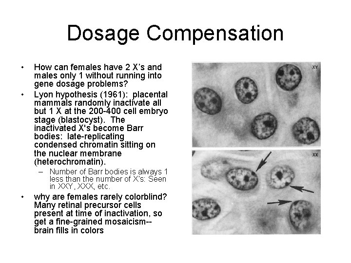 Dosage Compensation • • How can females have 2 X’s and males only 1