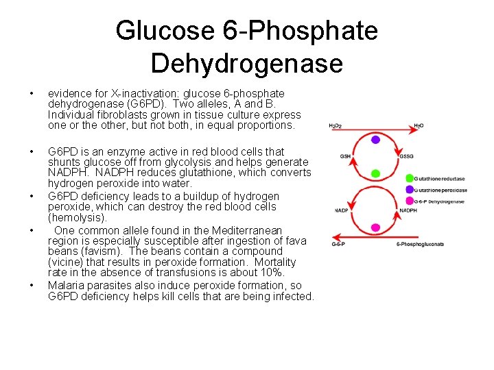 Glucose 6 -Phosphate Dehydrogenase • evidence for X-inactivation: glucose 6 -phosphate dehydrogenase (G 6