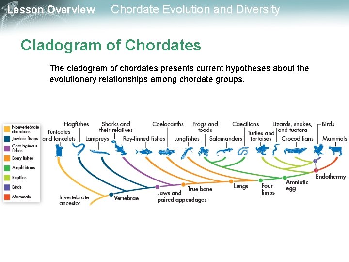 Lesson Overview Chordate Evolution and Diversity Cladogram of Chordates The cladogram of chordates presents Lesson Overview Chordate Evolution and Diversity Cladogram of Chordates The cladogram of chordates presents