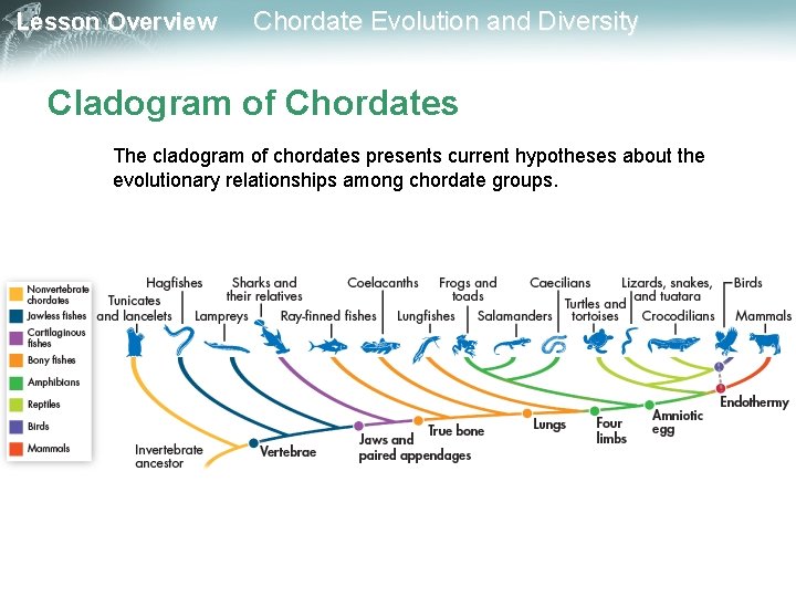 Lesson Overview Chordate Evolution and Diversity Cladogram of Chordates The cladogram of chordates presents