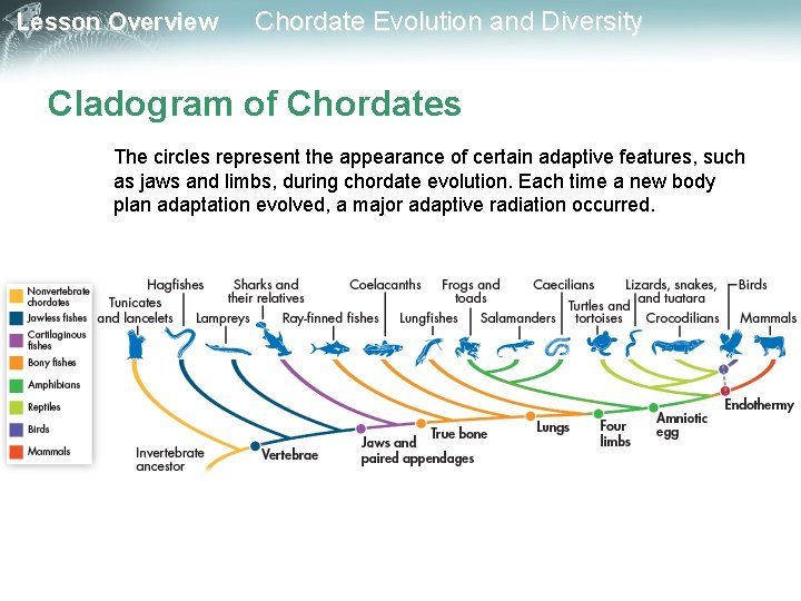 Lesson Overview Chordate Evolution and Diversity Cladogram of Chordates The circles represent the appearance Lesson Overview Chordate Evolution and Diversity Cladogram of Chordates The circles represent the appearance