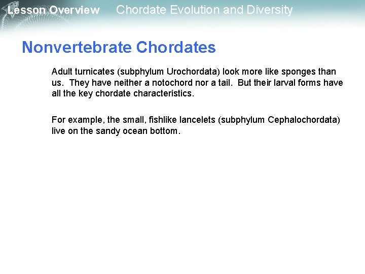 Lesson Overview Chordate Evolution and Diversity Nonvertebrate Chordates Adult turnicates (subphylum Urochordata) look more Lesson Overview Chordate Evolution and Diversity Nonvertebrate Chordates Adult turnicates (subphylum Urochordata) look more