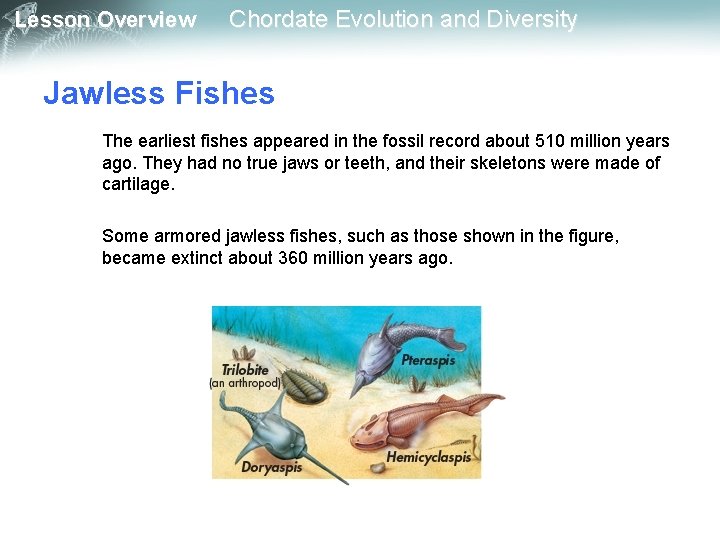 Lesson Overview Chordate Evolution and Diversity Jawless Fishes The earliest fishes appeared in the Lesson Overview Chordate Evolution and Diversity Jawless Fishes The earliest fishes appeared in the