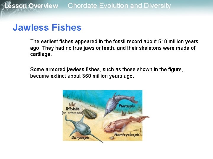 Lesson Overview Chordate Evolution and Diversity Jawless Fishes The earliest fishes appeared in the