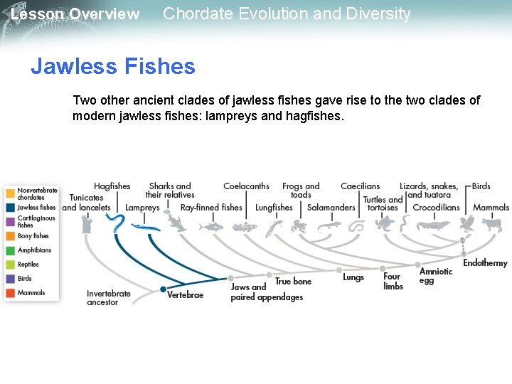 Lesson Overview Chordate Evolution and Diversity Jawless Fishes Two other ancient clades of jawless