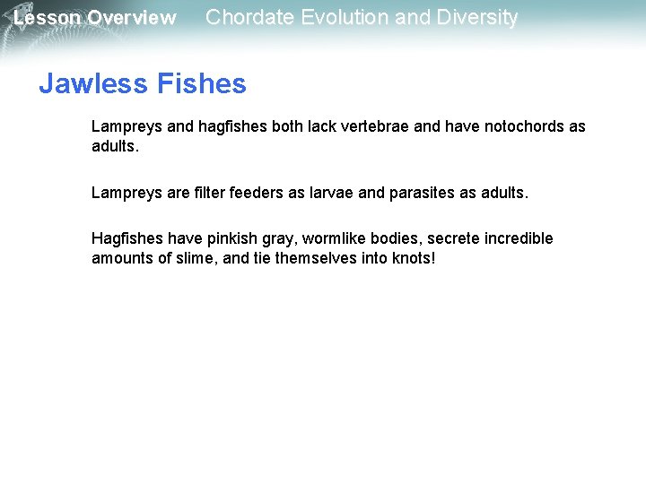 Lesson Overview Chordate Evolution and Diversity Jawless Fishes Lampreys and hagfishes both lack vertebrae Lesson Overview Chordate Evolution and Diversity Jawless Fishes Lampreys and hagfishes both lack vertebrae