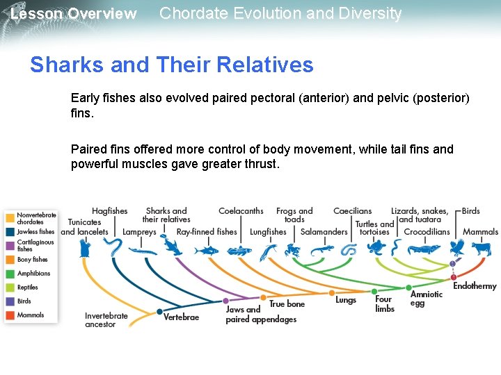 Lesson Overview Chordate Evolution and Diversity Sharks and Their Relatives Early fishes also evolved Lesson Overview Chordate Evolution and Diversity Sharks and Their Relatives Early fishes also evolved