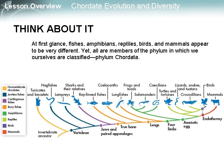 Lesson Overview Chordate Evolution and Diversity THINK ABOUT IT At first glance, fishes, amphibians, Lesson Overview Chordate Evolution and Diversity THINK ABOUT IT At first glance, fishes, amphibians,