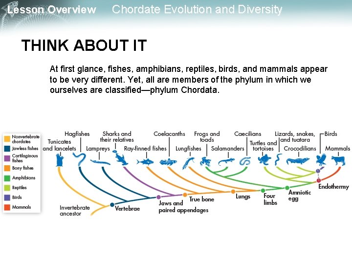 Lesson Overview Chordate Evolution and Diversity THINK ABOUT IT At first glance, fishes, amphibians,