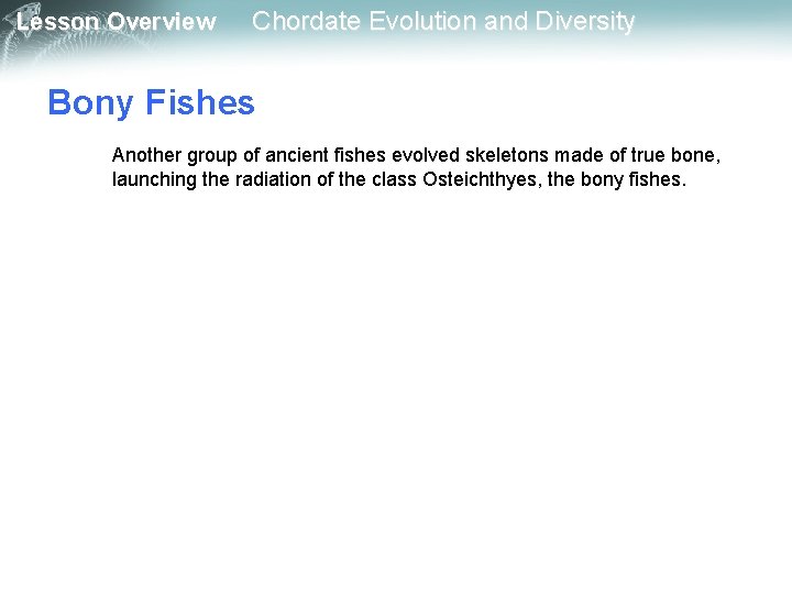 Lesson Overview Chordate Evolution and Diversity Bony Fishes Another group of ancient fishes evolved Lesson Overview Chordate Evolution and Diversity Bony Fishes Another group of ancient fishes evolved