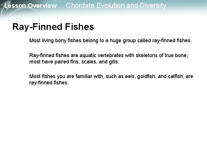 Lesson Overview Chordate Evolution and Diversity Ray-Finned Fishes Most living bony fishes belong to Lesson Overview Chordate Evolution and Diversity Ray-Finned Fishes Most living bony fishes belong to