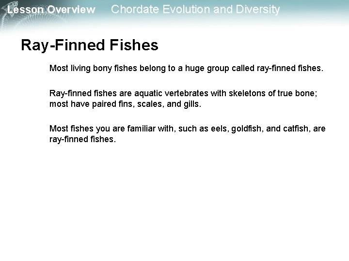 Lesson Overview Chordate Evolution and Diversity Ray-Finned Fishes Most living bony fishes belong to