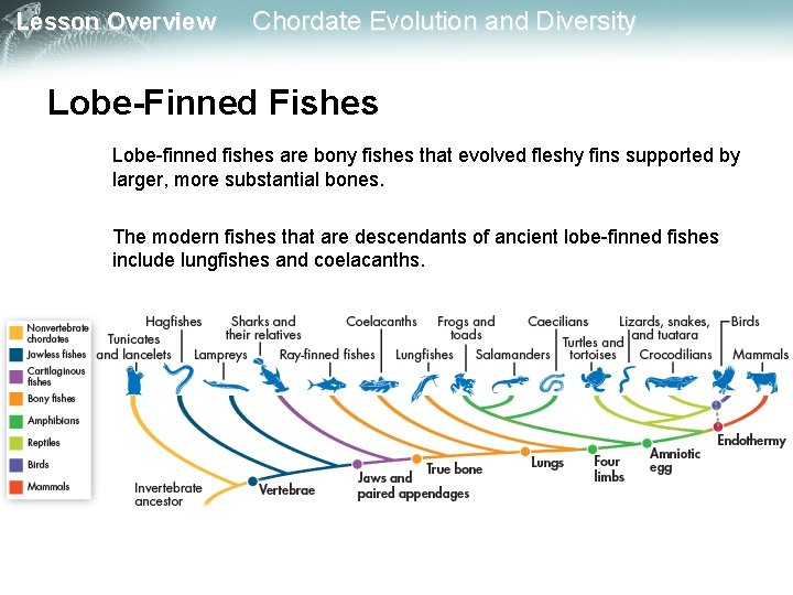 Lesson Overview Chordate Evolution and Diversity Lobe-Finned Fishes Lobe-finned fishes are bony fishes that