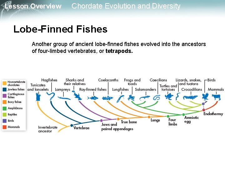 Lesson Overview Chordate Evolution and Diversity Lobe-Finned Fishes Another group of ancient lobe-finned fishes