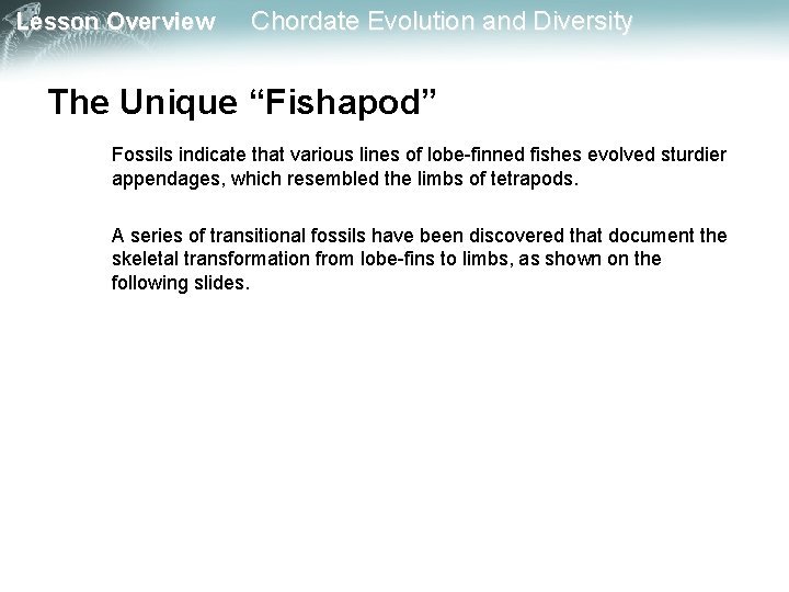 Lesson Overview Chordate Evolution and Diversity The Unique “Fishapod” Fossils indicate that various lines