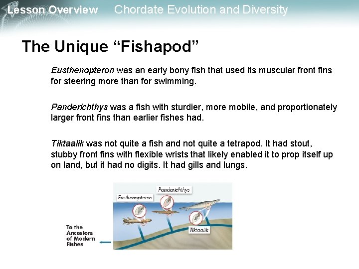 Lesson Overview Chordate Evolution and Diversity The Unique “Fishapod” Eusthenopteron was an early bony