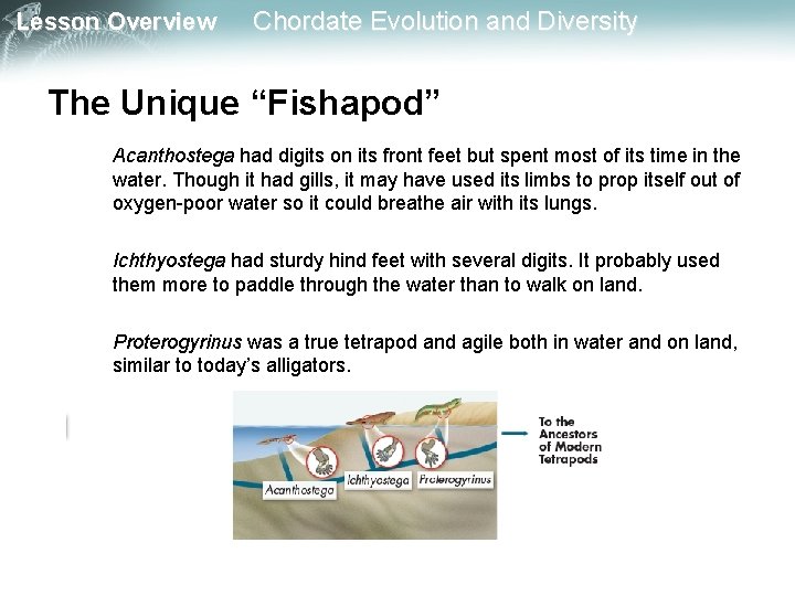 Lesson Overview Chordate Evolution and Diversity The Unique “Fishapod” Acanthostega had digits on its Lesson Overview Chordate Evolution and Diversity The Unique “Fishapod” Acanthostega had digits on its