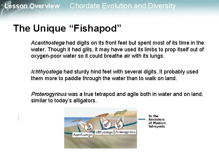 Lesson Overview Chordate Evolution and Diversity The Unique “Fishapod” Acanthostega had digits on its