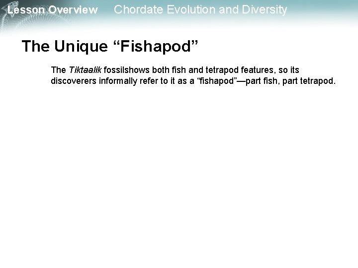 Lesson Overview Chordate Evolution and Diversity The Unique “Fishapod” The Tiktaalik fossilshows both fish Lesson Overview Chordate Evolution and Diversity The Unique “Fishapod” The Tiktaalik fossilshows both fish