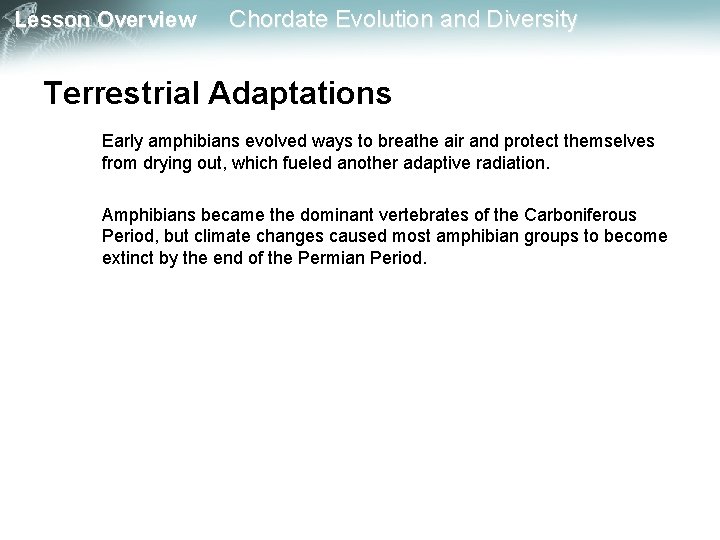 Lesson Overview Chordate Evolution and Diversity Terrestrial Adaptations Early amphibians evolved ways to breathe Lesson Overview Chordate Evolution and Diversity Terrestrial Adaptations Early amphibians evolved ways to breathe
