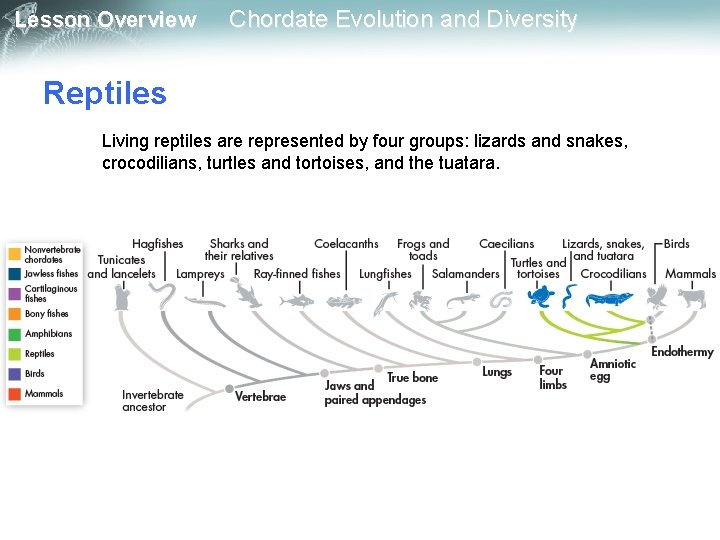 Lesson Overview Chordate Evolution and Diversity Reptiles Living reptiles are represented by four groups: Lesson Overview Chordate Evolution and Diversity Reptiles Living reptiles are represented by four groups:
