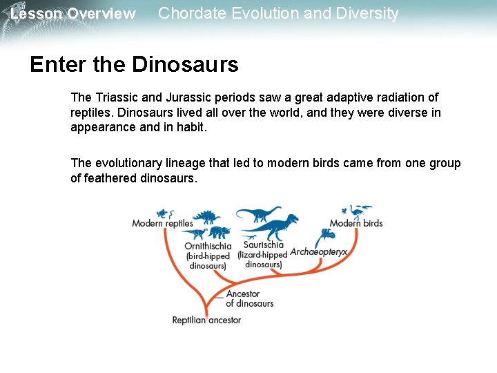 Lesson Overview Chordate Evolution and Diversity Enter the Dinosaurs The Triassic and Jurassic periods