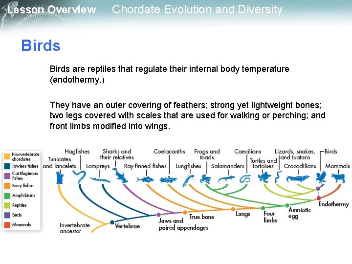 Lesson Overview Chordate Evolution and Diversity Birds are reptiles that regulate their internal body