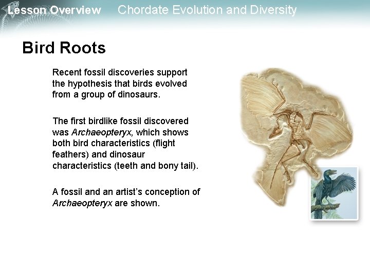 Lesson Overview Chordate Evolution and Diversity Bird Roots Recent fossil discoveries support the hypothesis