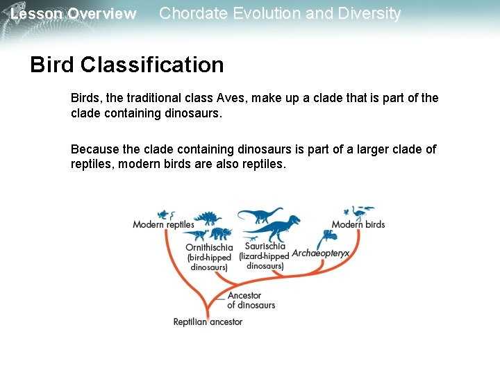 Lesson Overview Chordate Evolution and Diversity Bird Classification Birds, the traditional class Aves, make Lesson Overview Chordate Evolution and Diversity Bird Classification Birds, the traditional class Aves, make