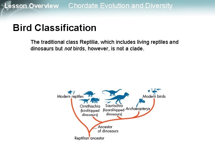 Lesson Overview Chordate Evolution and Diversity Bird Classification The traditional class Reptilia, which includes Lesson Overview Chordate Evolution and Diversity Bird Classification The traditional class Reptilia, which includes