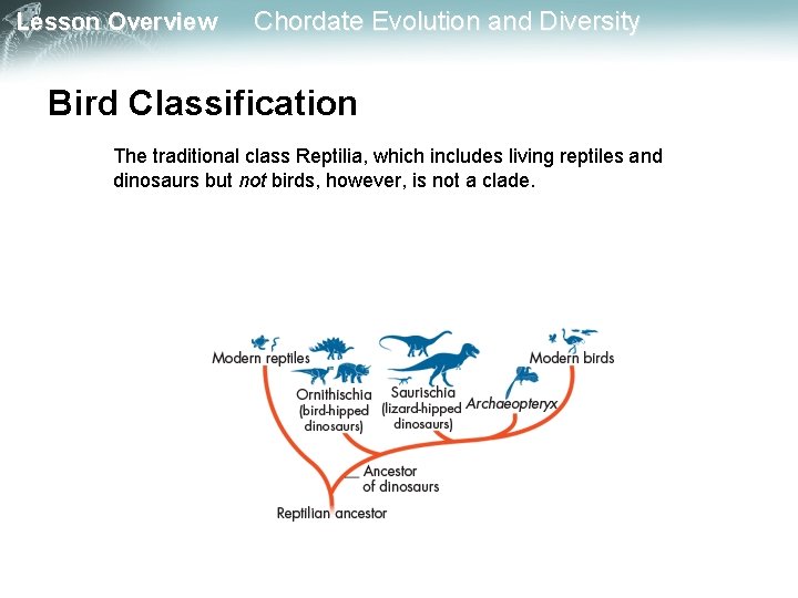Lesson Overview Chordate Evolution and Diversity Bird Classification The traditional class Reptilia, which includes