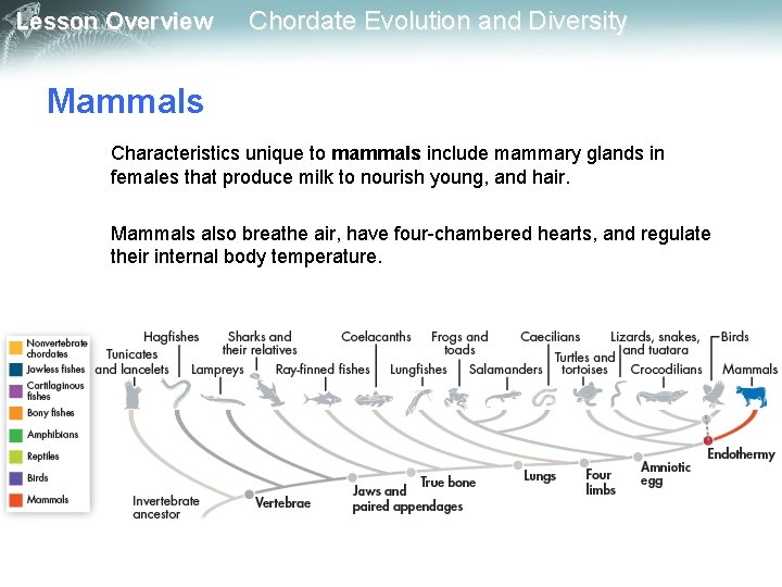 Lesson Overview Chordate Evolution and Diversity Mammals Characteristics unique to mammals include mammary glands