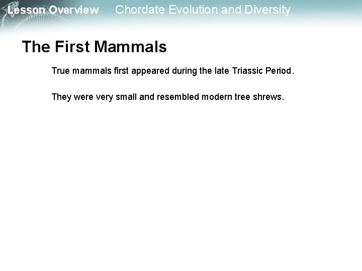 Lesson Overview Chordate Evolution and Diversity The First Mammals True mammals first appeared during
