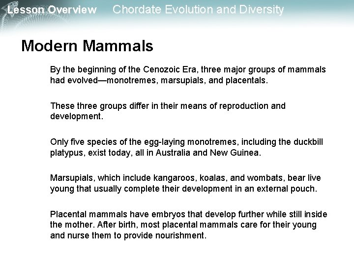 Lesson Overview Chordate Evolution and Diversity Modern Mammals By the beginning of the Cenozoic Lesson Overview Chordate Evolution and Diversity Modern Mammals By the beginning of the Cenozoic