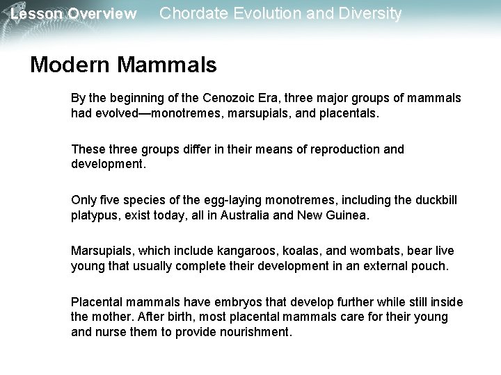 Lesson Overview Chordate Evolution and Diversity Modern Mammals By the beginning of the Cenozoic