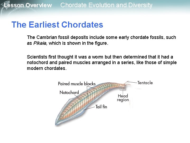 Lesson Overview Chordate Evolution and Diversity The Earliest Chordates The Cambrian fossil deposits include