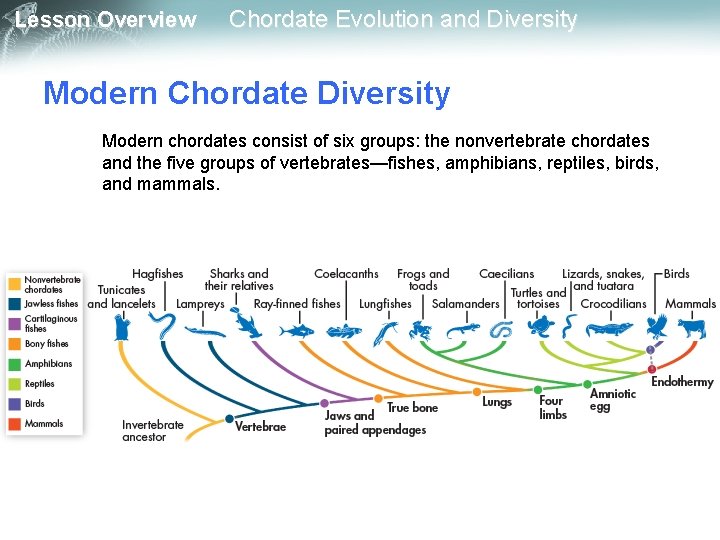 Lesson Overview Chordate Evolution and Diversity Modern Chordate Diversity Modern chordates consist of six