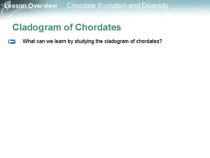 Lesson Overview Chordate Evolution and Diversity Cladogram of Chordates What can we learn by