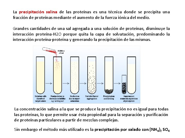 La precipitación salina de las proteínas es una técnica donde se precipita una fracción La precipitación salina de las proteínas es una técnica donde se precipita una fracción